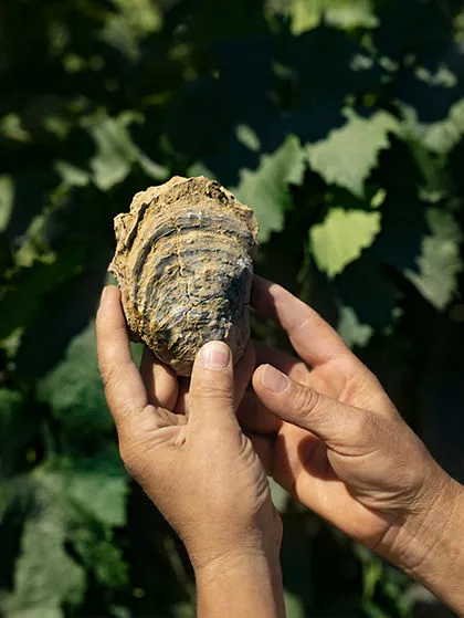 Tenuta Calimaia